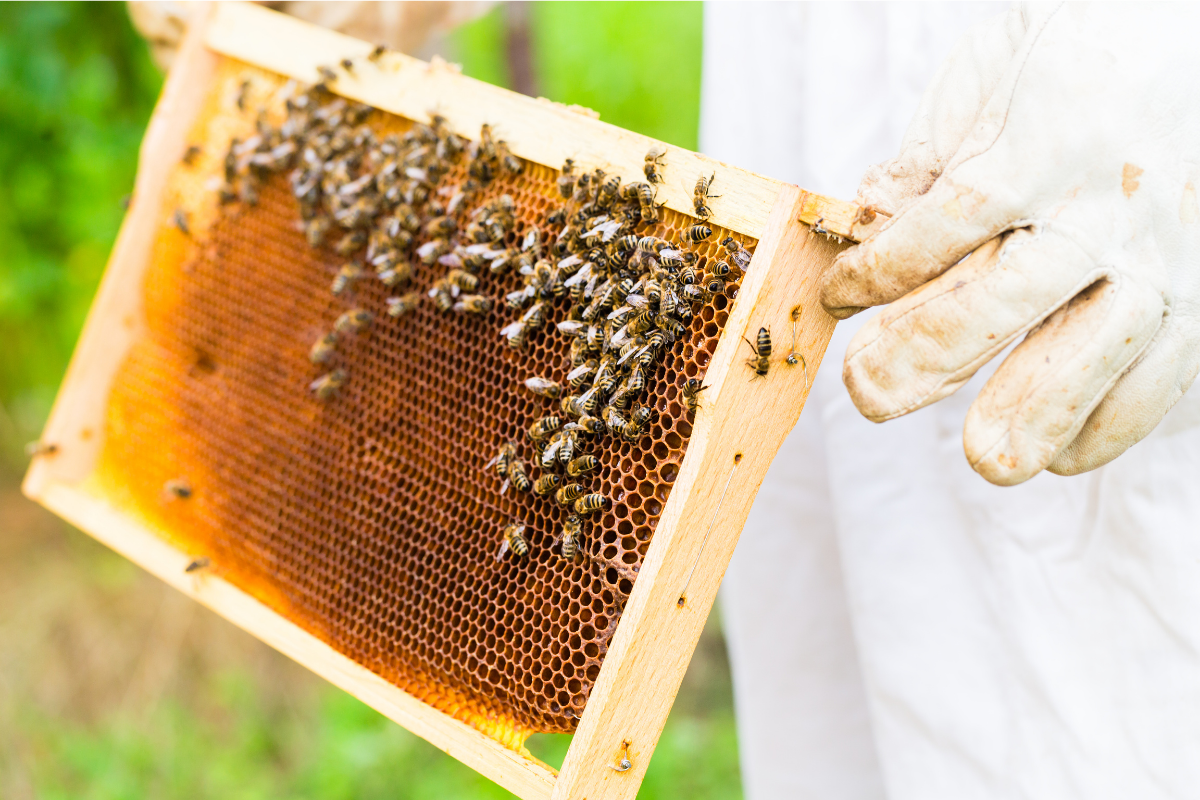 Bee Friendly Gardening + Why Choosing Organic Matters